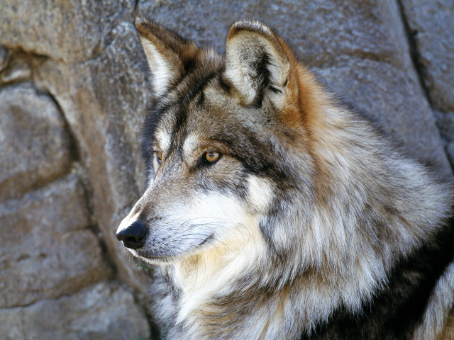 Wolf standing rock wall zoo free wallpaper - medium preview image
