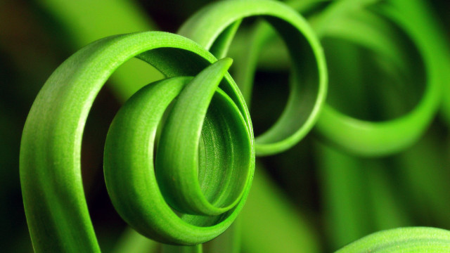 Green spiral plant closeup macro free wallpaper - medium preview image
