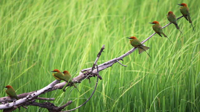 Birds branch field grass tall free wallpaper - medium preview image