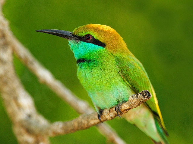 Green yellow bird branch tree free wallpaper - medium preview image