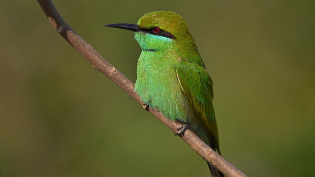 Green bird branch background black free wallpaper - medium preview image