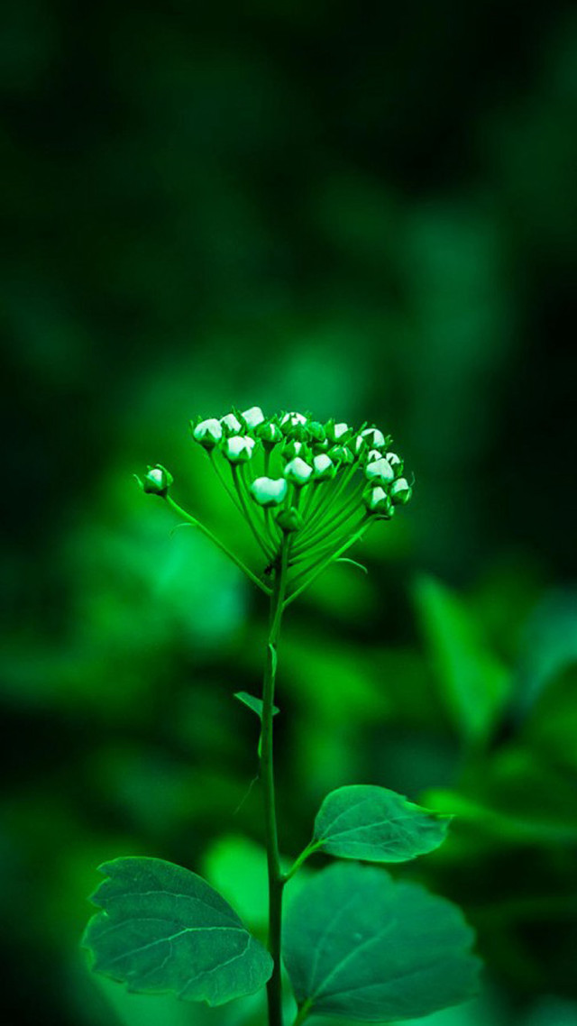 Green flower leaves background blurry free wallpaper - medium preview image