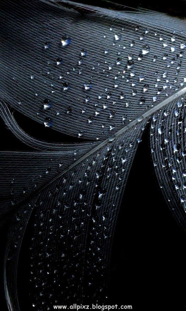 Feather water droplets black white #2 free wallpaper - medium preview image