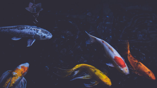Fish group swimming pond black free wallpaper - medium preview image