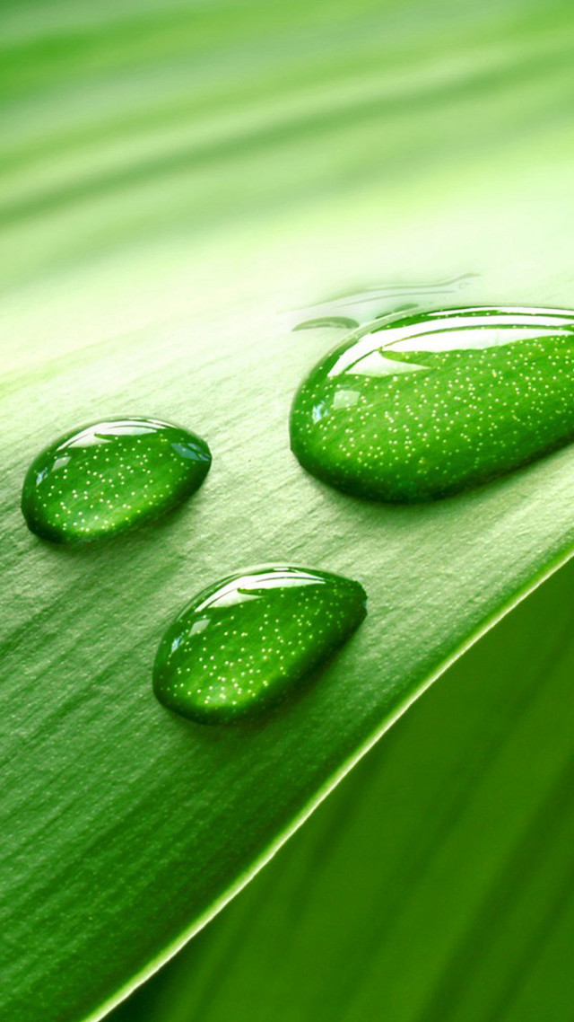Water drops green leaf macro #2 free wallpaper for mobile - medium preview image