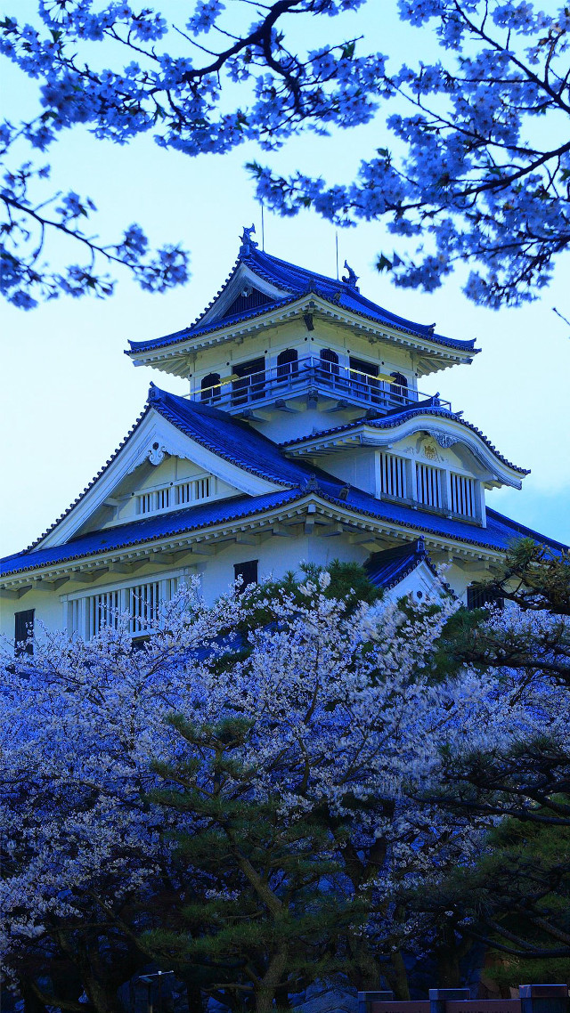 Tall building blue roof cherry free wallpaper - medium preview image