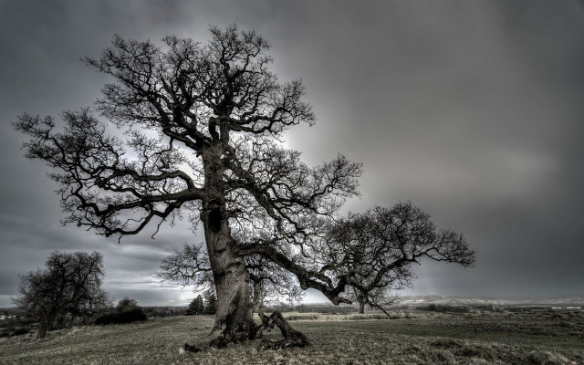 Large tree field cloudy sky free wallpaper - medium preview image