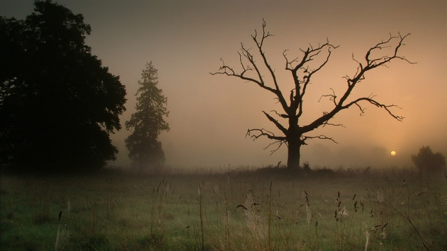 Foggy field tree sun mountains free wallpaper - medium preview image