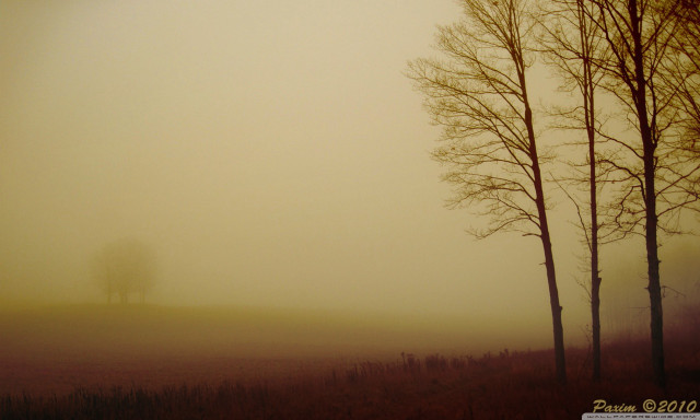 Foggy field trees lone horse free wallpaper - medium preview image