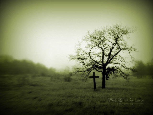 Lone tree field cross foggy free wallpaper - medium preview image