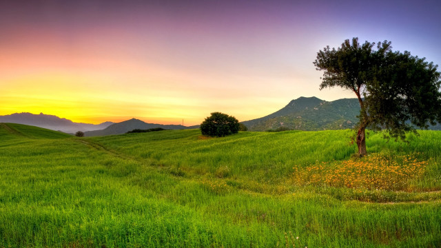 Tree field mountains sunset colorful free wallpaper - medium preview image
