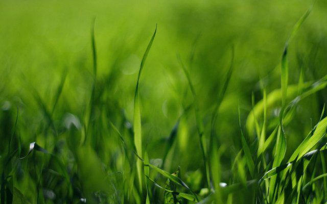 Grass drops blurry nature forest free wallpaper - medium preview image