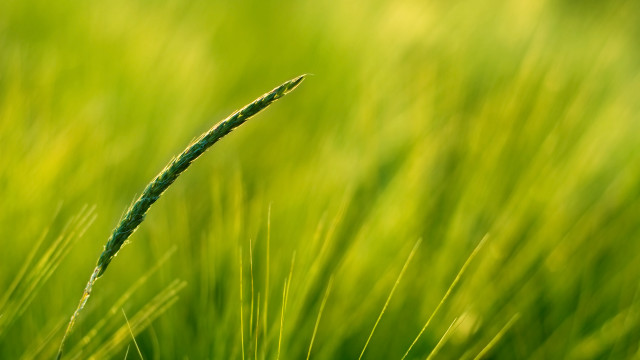 Close up green grass blurry #4 free wallpaper - medium preview image