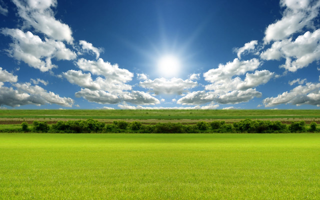 Sunny field grass trees bushes #2 free wallpaper - medium preview image