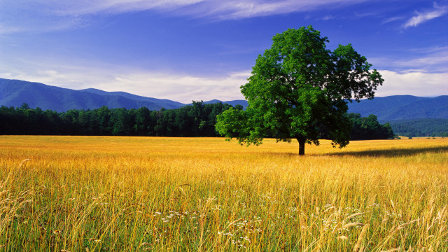 Lone tree tall grass mountains #3 free wallpaper - medium preview image