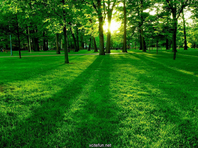 Grassy field trees bench sunlight #2 free wallpaper - medium preview image