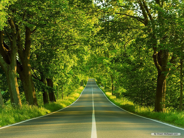 Road trees grass straight line free wallpaper - medium preview image