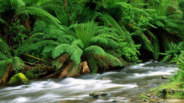 Lush forest stream trees plants #2 free wallpaper - medium preview image
