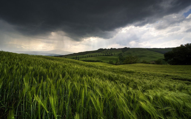 Green grass cloudy sky storm free wallpaper - medium preview image