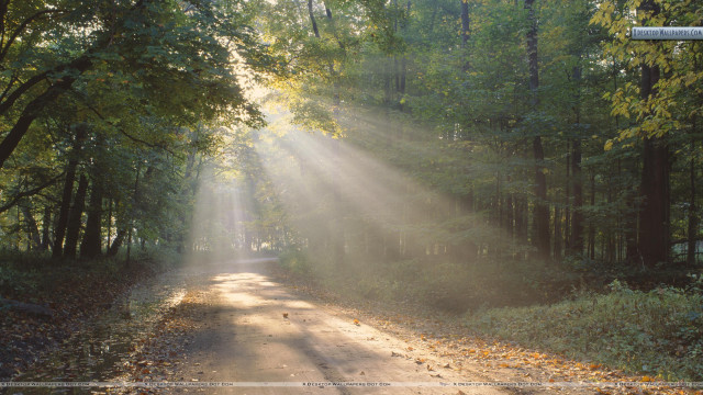 Road light trees leaves ground free wallpaper - medium preview image