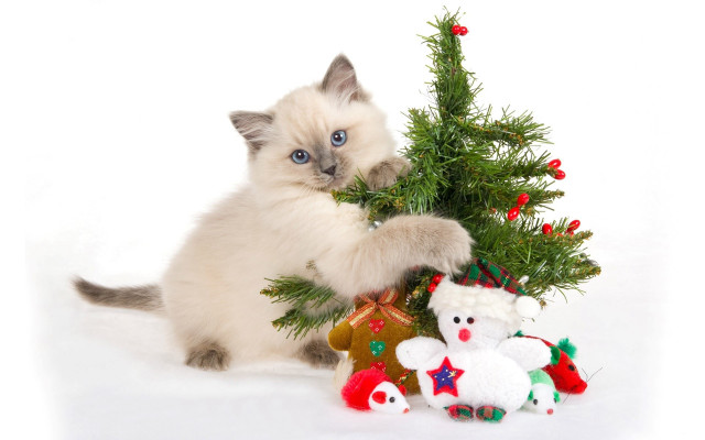 Cat playing christmas tree stuffed free wallpaper - medium preview image