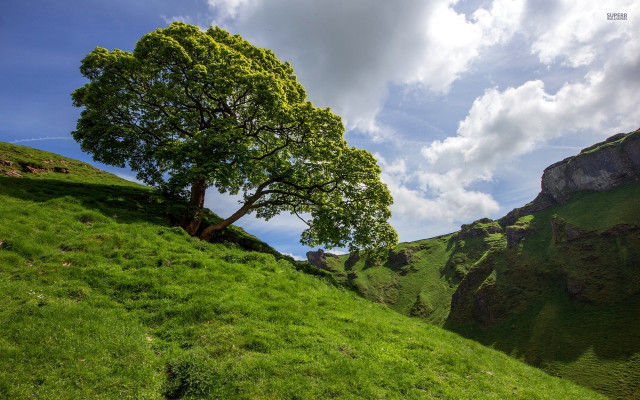Tree hill grass clouds sky free wallpaper - medium preview image