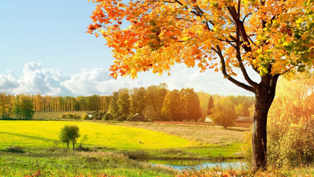 Tree yellow leaves field stream #2 free wallpaper - medium preview image