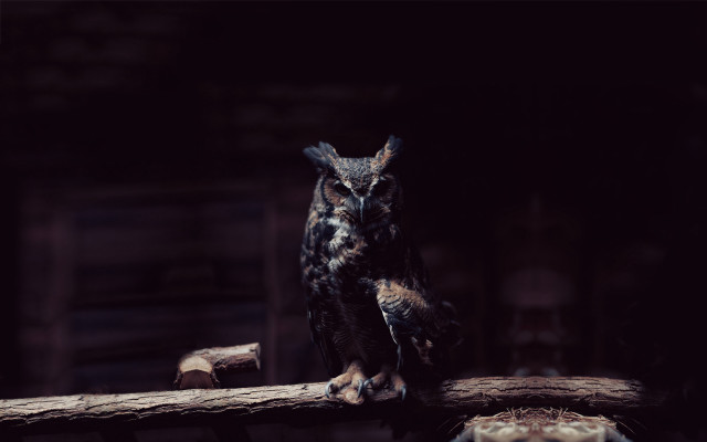 Owl log dark room naturalism free wallpaper - medium preview image