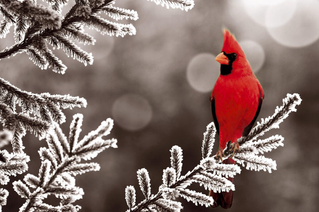 Red bird perched snow ice free wallpaper - medium preview image