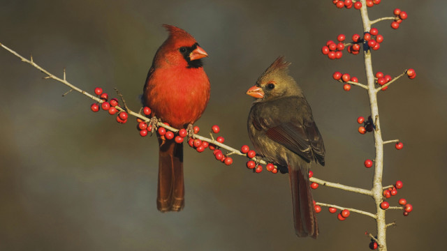 Two birds branch berries red free wallpaper - medium preview image