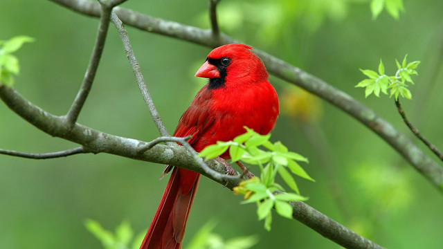 Red bird on branch green free wallpaper - medium preview image