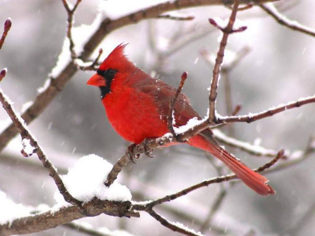 Red bird snow branch tree free wallpaper - medium preview image