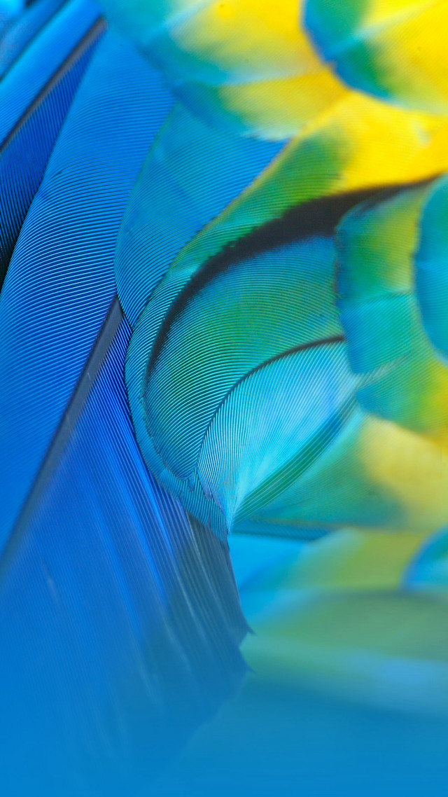Colorful bird feathers blue background free wallpaper - medium preview image