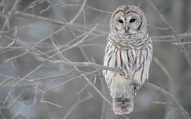Barred owl winter forest snow free wallpaper - medium preview image