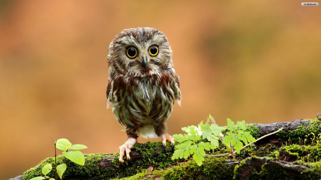 Small owl mossy branch blurry free wallpaper - medium preview image