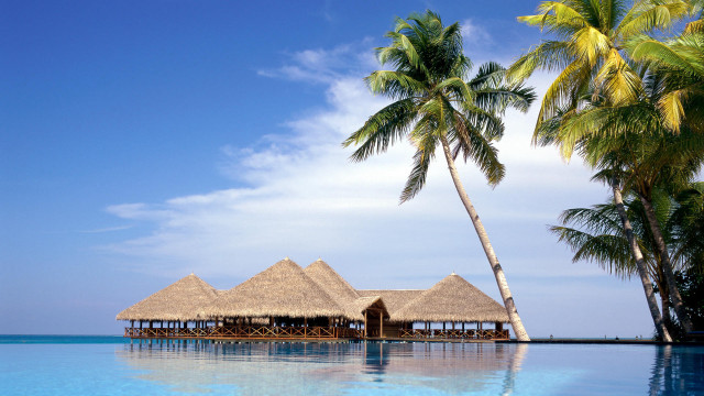Resort pool palm trees beach free wallpaper - medium preview image