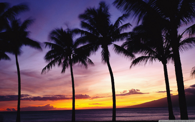 Sunset palm trees mountain purple #2 free wallpaper - medium preview image