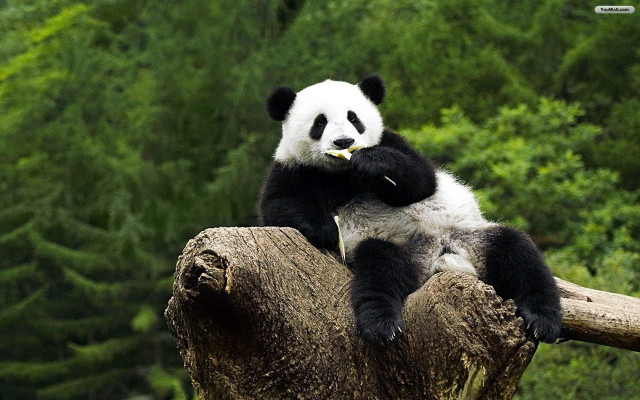 Panda bear tree branch eating free wallpaper - medium preview image