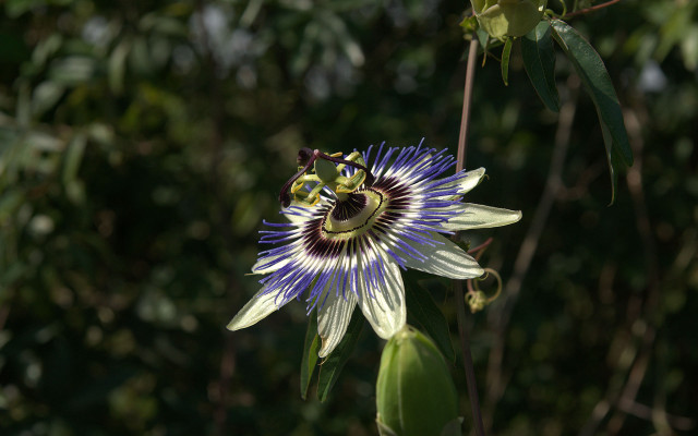 Bee flower macro forest wings free wallpaper - medium preview image