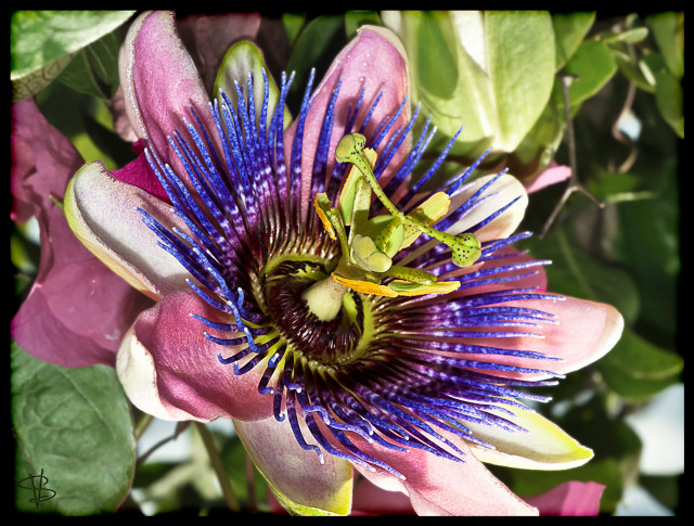 Purple flower green bug center free wallpaper - medium preview image