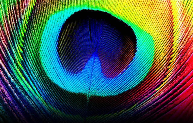 Colorful peacock feather macro mystical free wallpaper - medium preview image