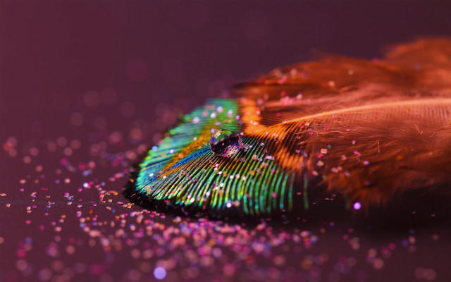 Feather colorful tail glitters purple free wallpaper - medium preview image