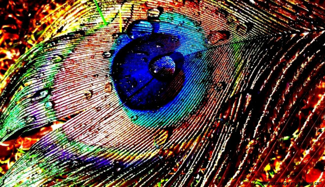 Peacock closeup feathers colorful detailed free wallpaper - medium preview image
