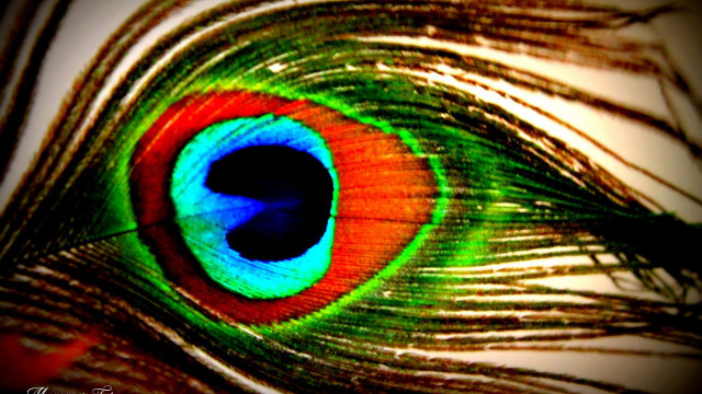 Peacock feathers closeup blue green #2 free wallpaper - medium preview image