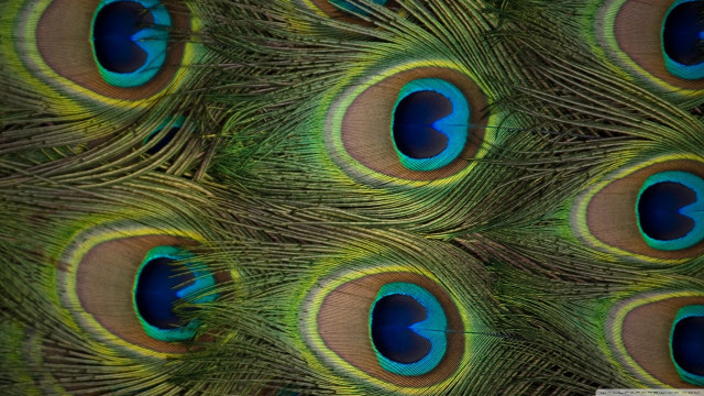 Peacock closeup feathers blue eyes free wallpaper - medium preview image