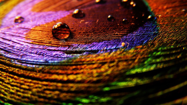 Colorful peacock feather water drops free wallpaper - medium preview image