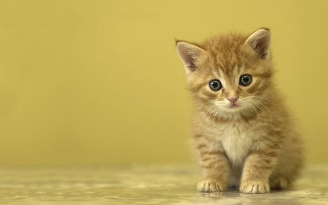 Small kitten sad looking camera free wallpaper - medium preview image