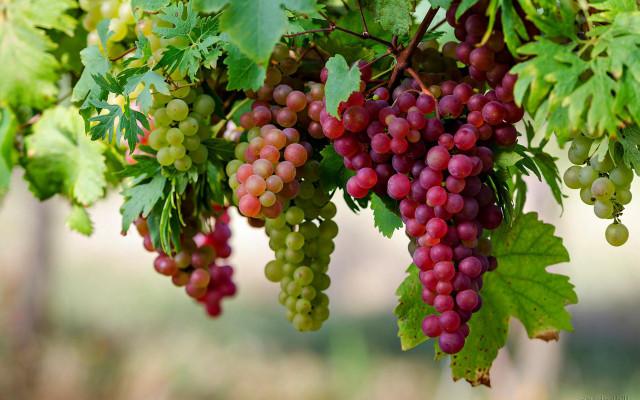Grapes hanging tree branch leaves #2 free wallpaper - medium preview image