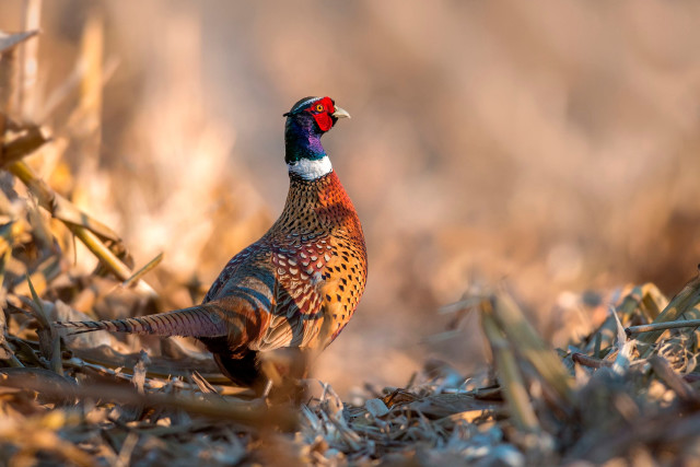 Bird standing dry grass field free wallpaper - medium preview image