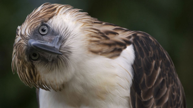 Bird blackwhite stripe sumatraism arse free wallpaper - medium preview image